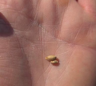 Cereal rye grain kernel black mold.png